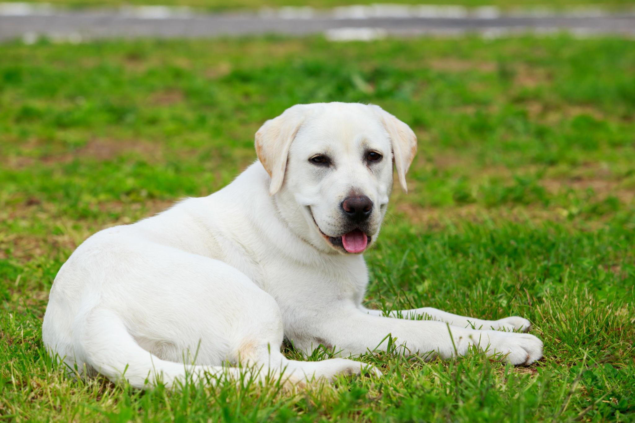 נועה בן דוד
