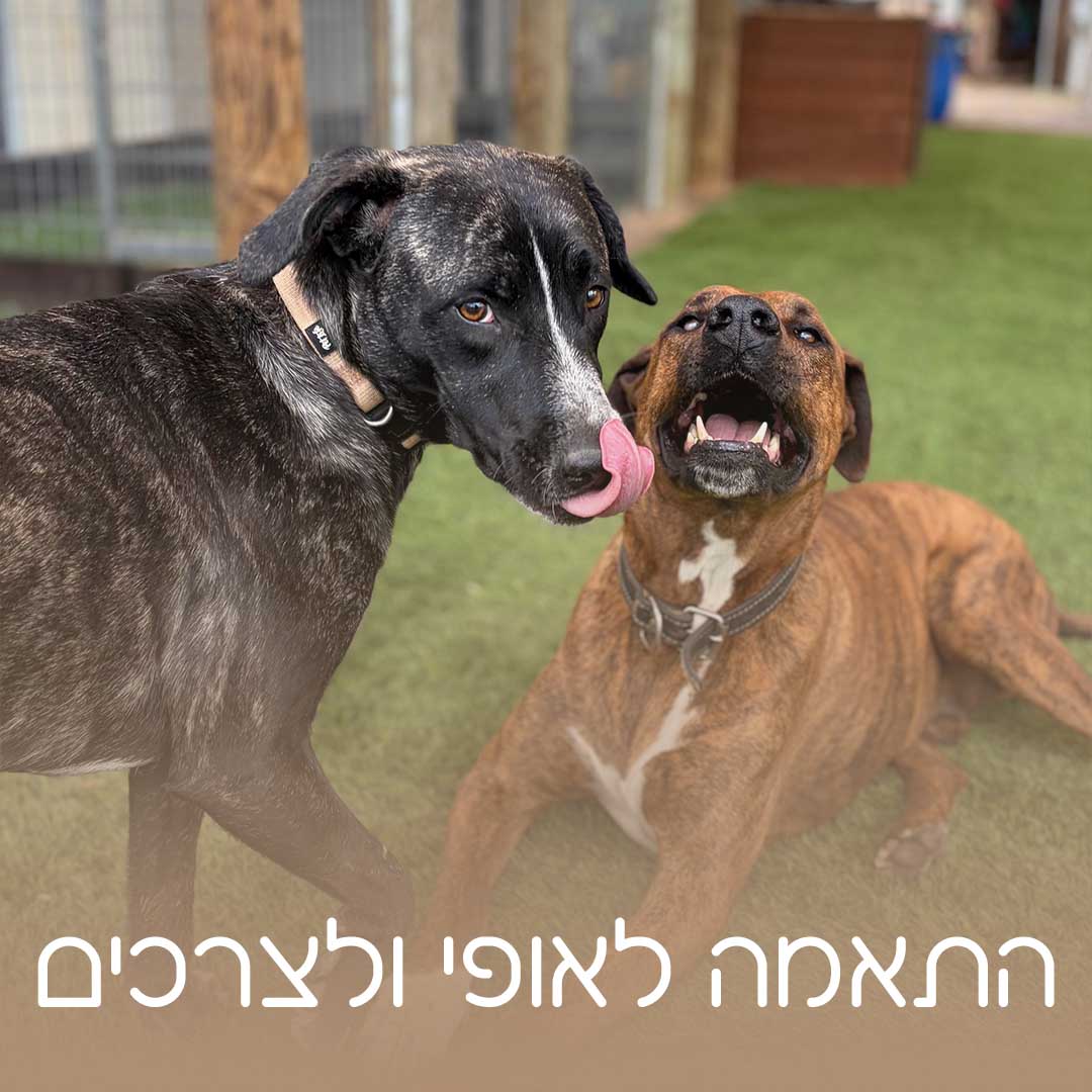 כלאב מד