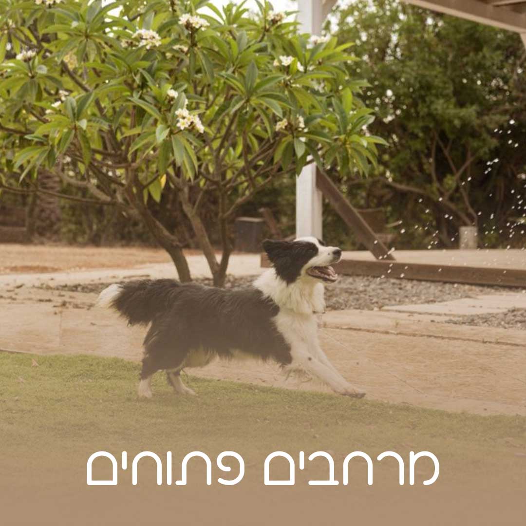 כלאב מד