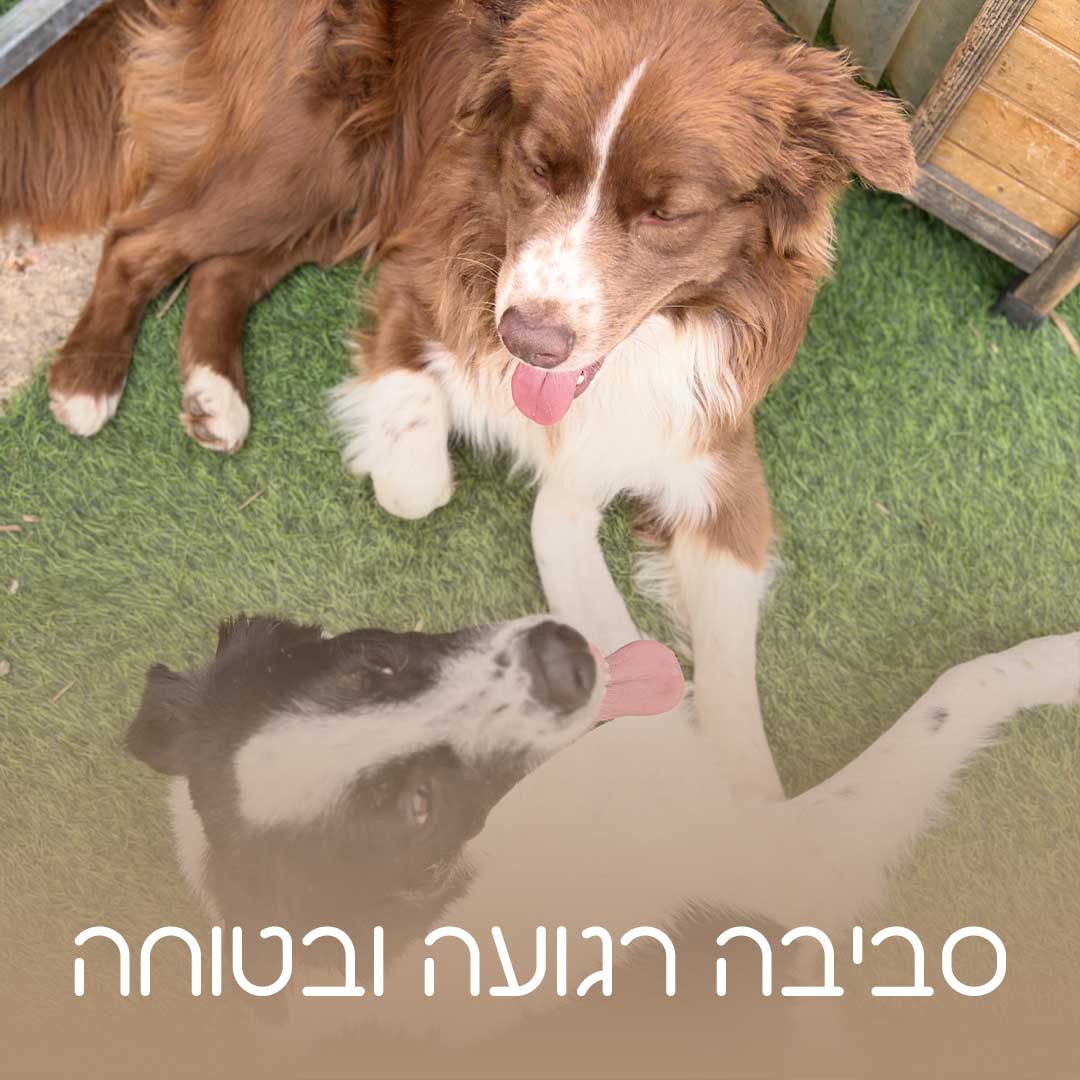 כלאב מד