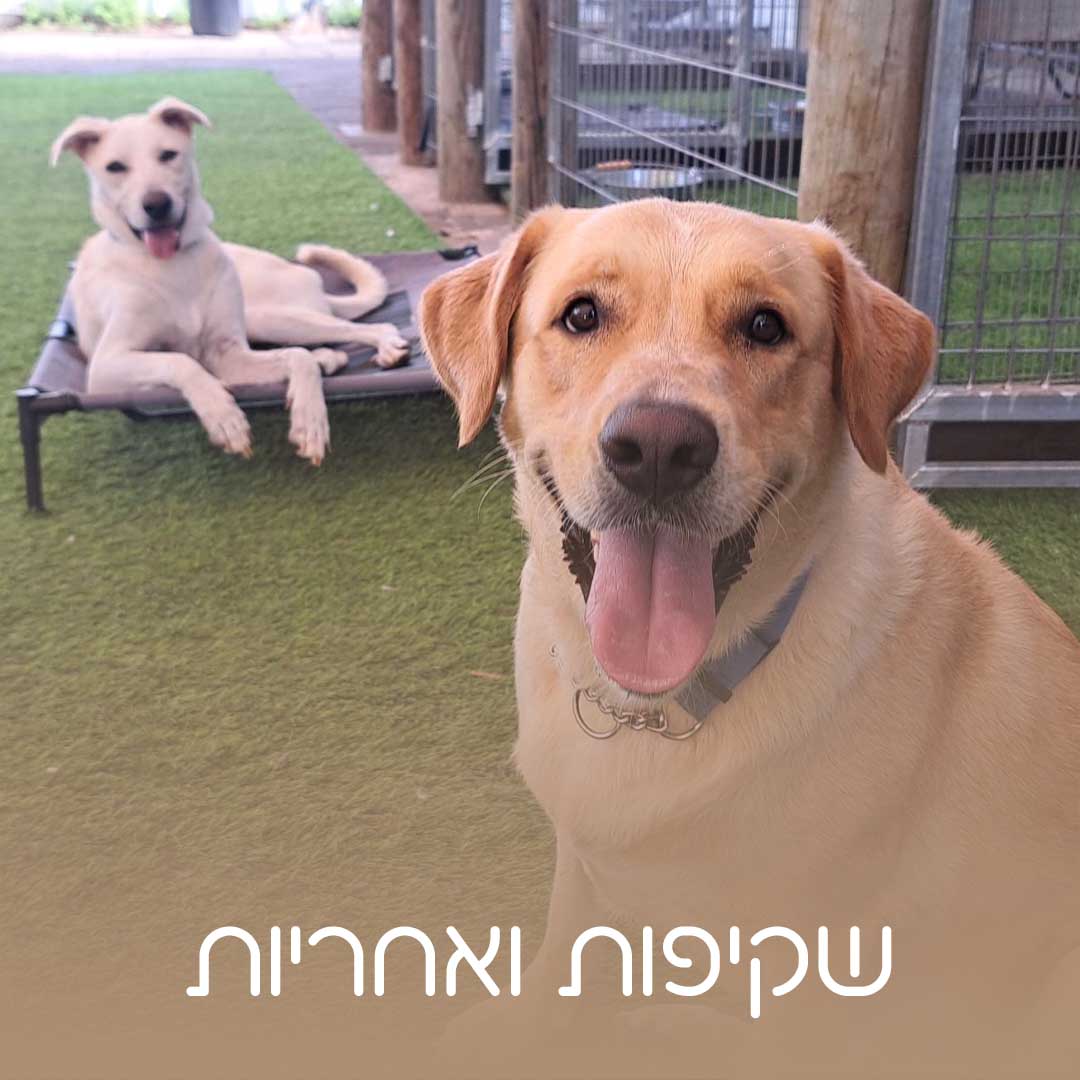 כלאב מד