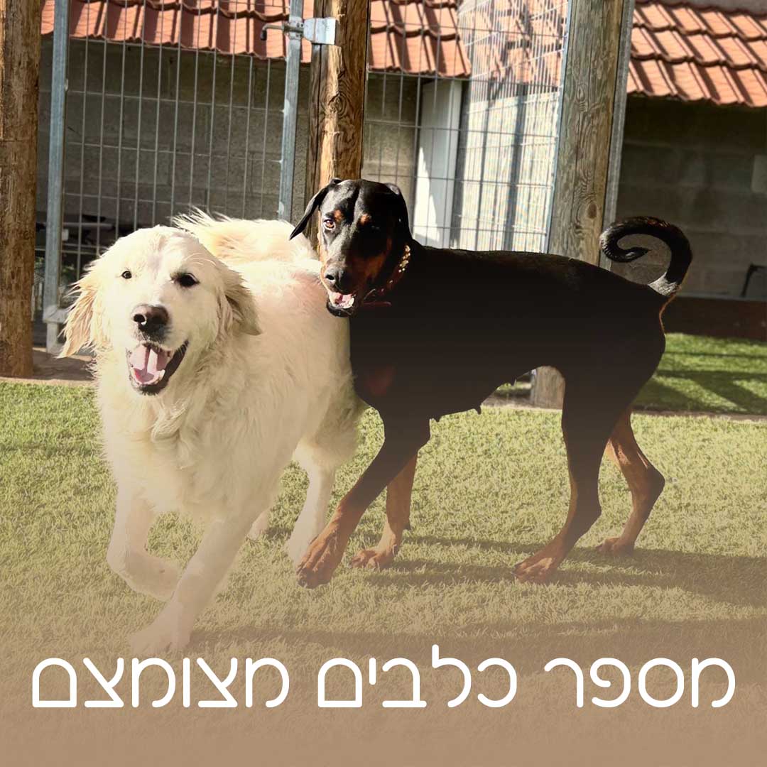 מספר